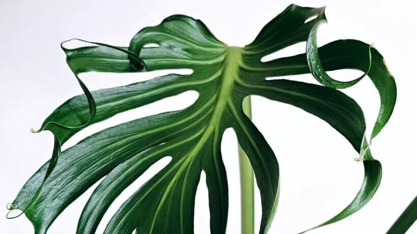 monstera unniiae